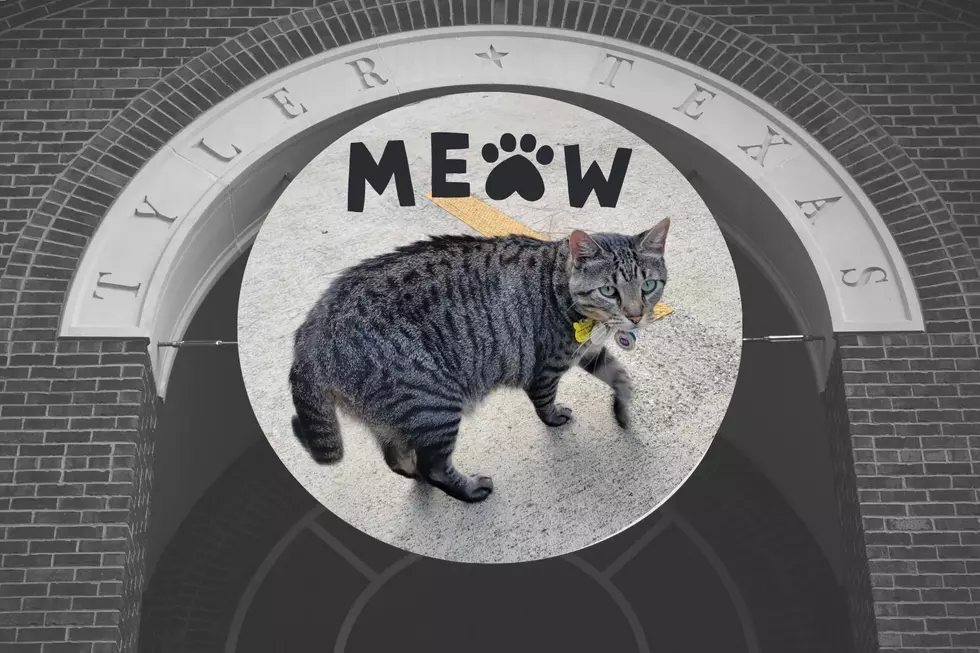 Meet May, the Cat We All Love in Tyler, Texas