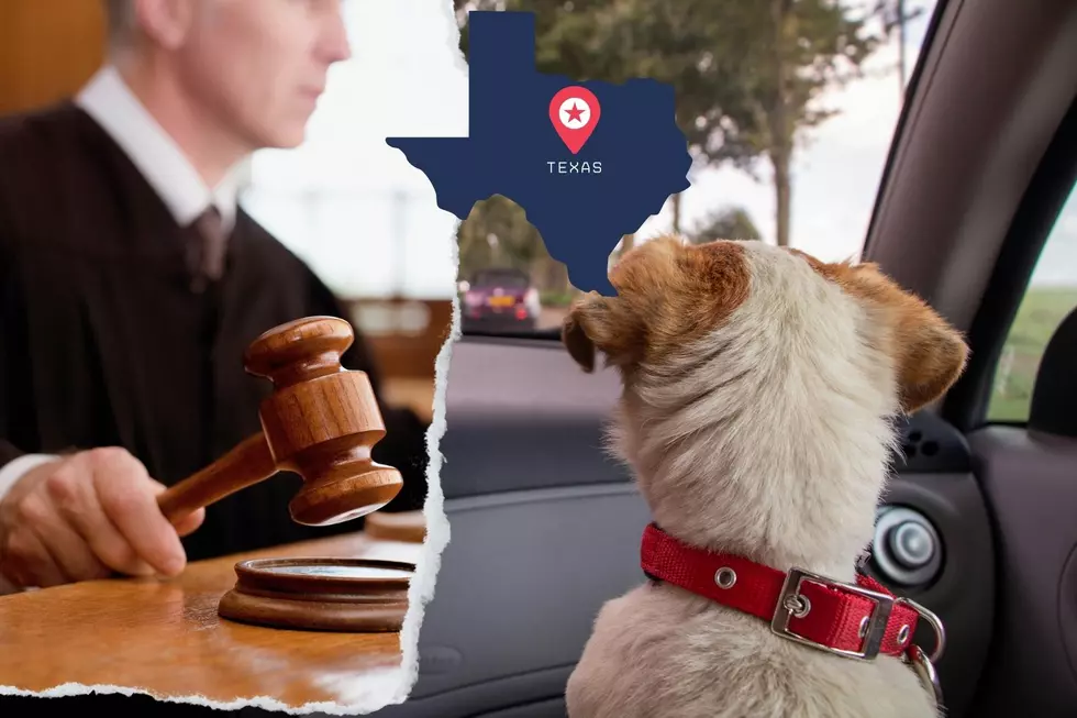 Texas Law Says This Now About Breaking a Car Window to Rescue a Pet