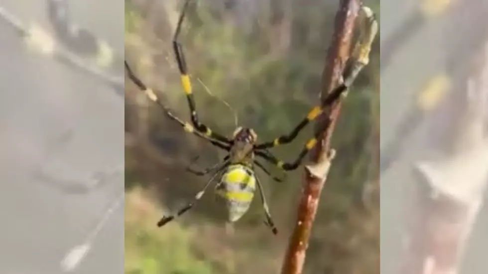 They Are Scary, But Don’t Squash These BIG, Invasive, Flying Spiders