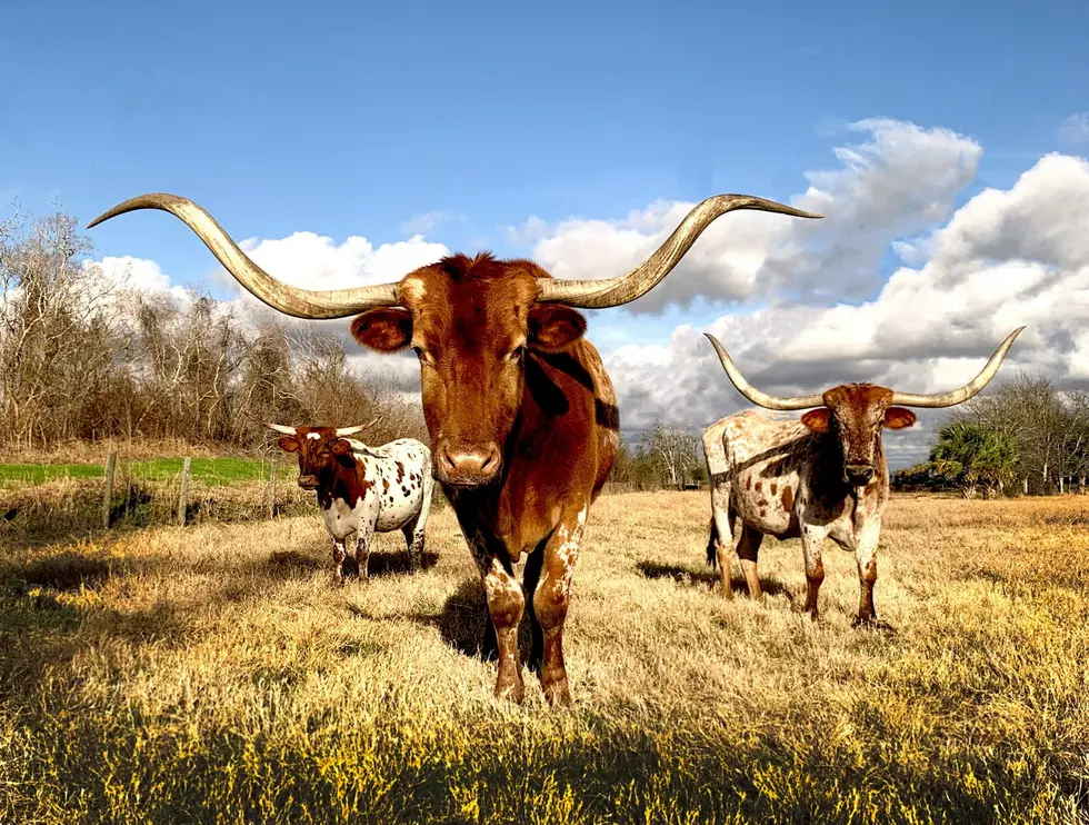 Even Lifelong Texans Don’t Know All These Facts