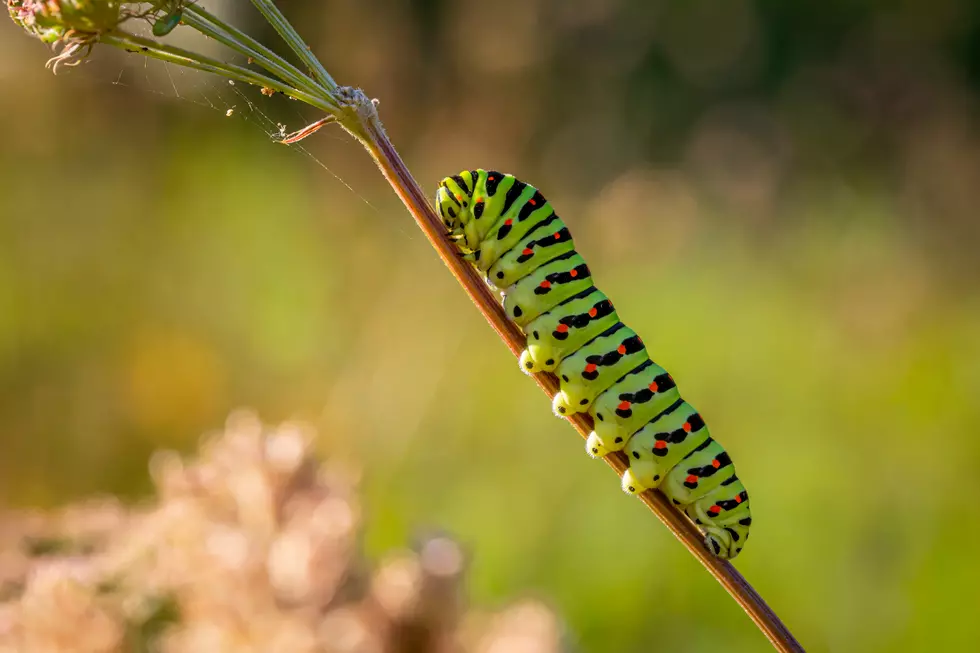 What Happened to the Aging Texas Italian Caterpillar?