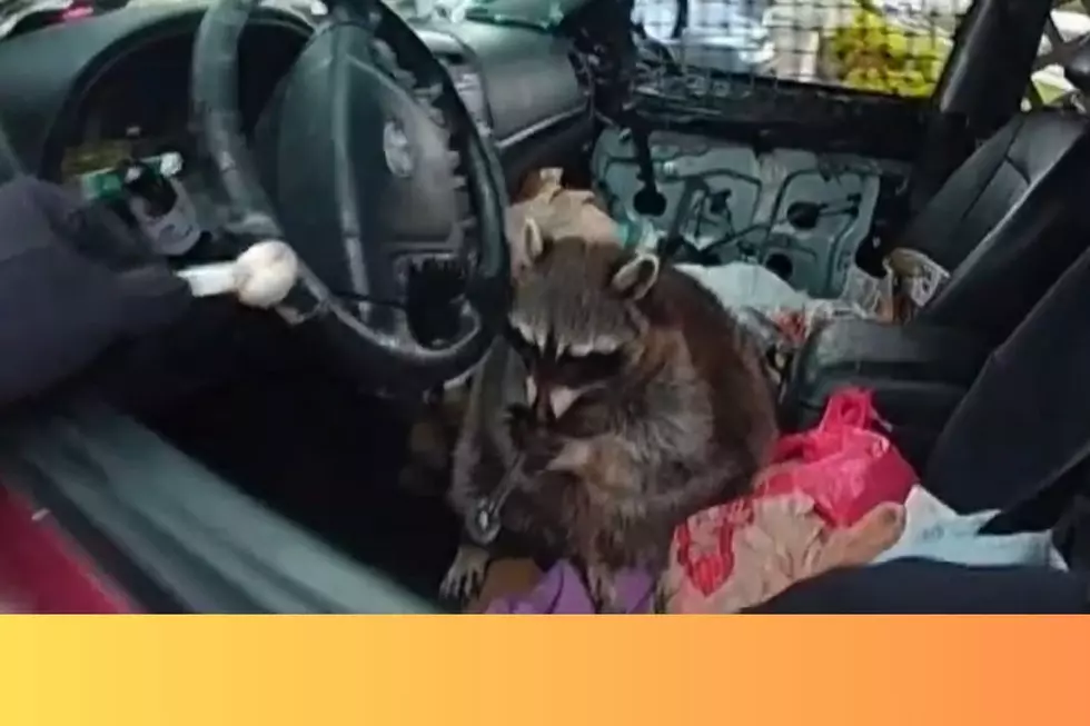 Woman Arrested After Pet Raccoon Found With Meth Pipe