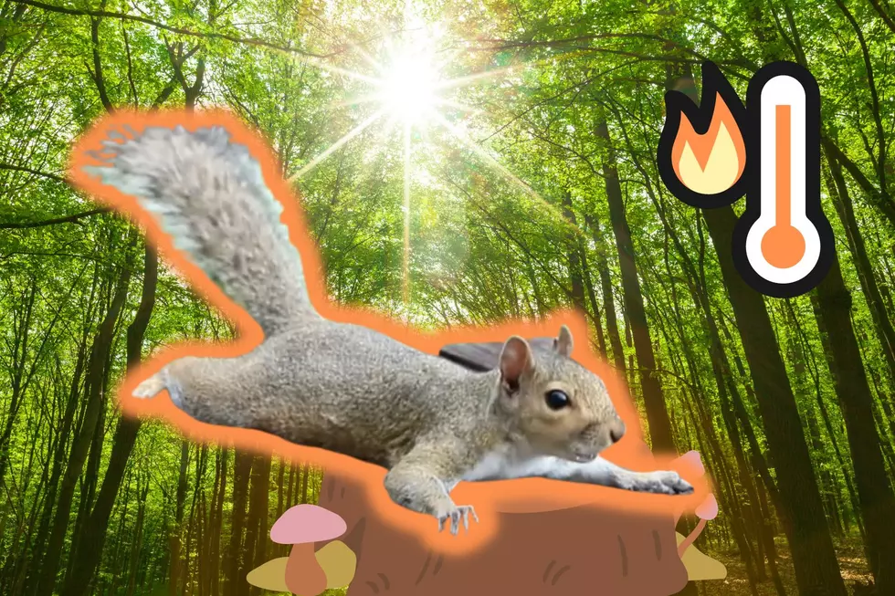 WATCH: Crazy Summer Heat in Texas is Causing Our Squirrels to ‘Sploot’